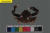 藏品(豆形拳蟹)的圖片